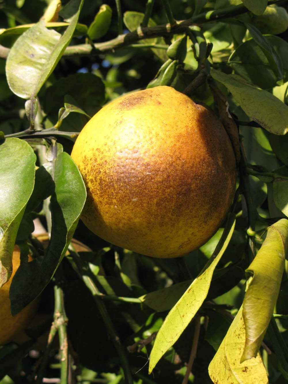            Fruit (Winter Haven, FL)   